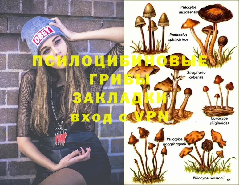 закладка  Алушта  Галлюциногенные грибы Cubensis 